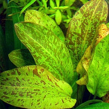 ECHINODORUS OZELOT RED