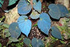 BEGONIA PAVONINA