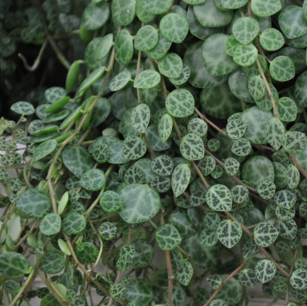 PLANTA TAPIZANTE PEPEROMIA PROSTATA