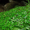 PLANTA TAPIZANTE PEPEROMIA EMARGINELLA