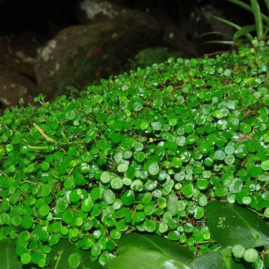 PLANTA TAPIZANTE PEPEROMIA EMARGINELLA