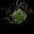 ORQUÍDEA PLEUROTHALLIS GROBYI