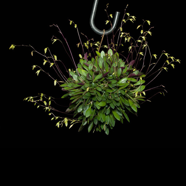 ORQUÍDEA PLEUROTHALLIS GROBYI