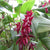 ORQUÍDEA PLEUROTHALLIS ROWLEEI