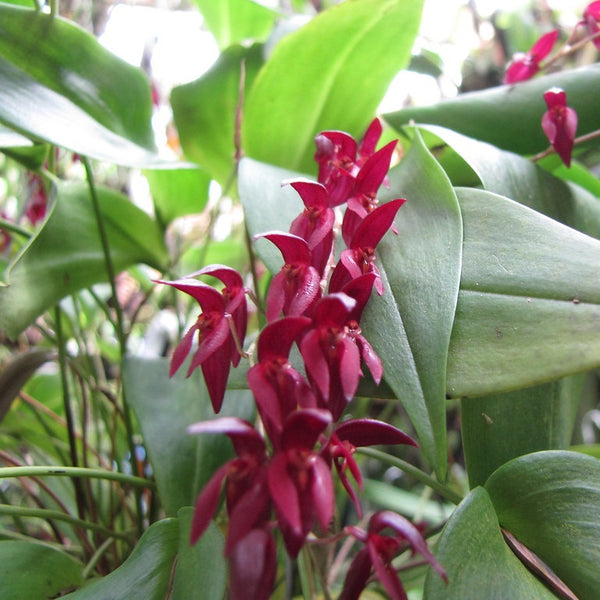 ORQUÍDEA PLEUROTHALLIS ROWLEEI