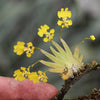 ORQUÍDEA PSYMORCHIS PUSILLA