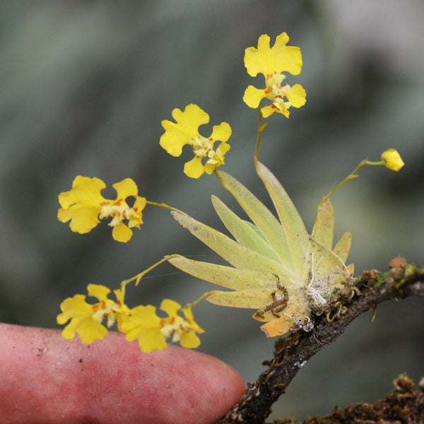 ORQUÍDEA PSYMORCHIS PUSILLA