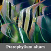 Pterophyllum altum Orinoco (W) 3.5 - 4 cm