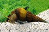 Brotia Herculea