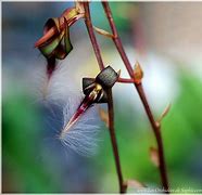 ORQUIDEA BULBOPHYLLUM SALTATORINI