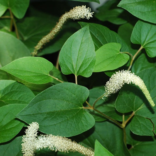 SAURURUS CERNUUS