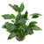 SCHISMATOGLOTIS PRIETOI