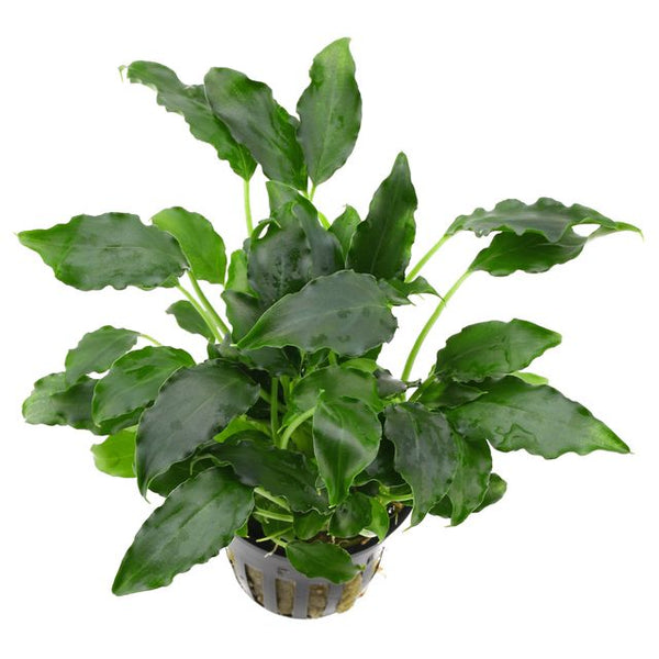 SCHISMATOGLOTIS PRIETOI