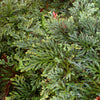 HELECHO SELAGINELLA ERYTRHOPUS