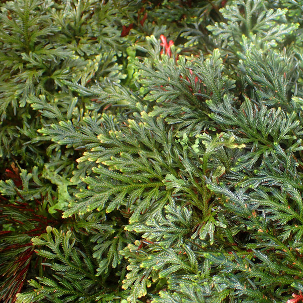 HELECHO SELAGINELLA ERYTRHOPUS