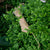 HELECHO SELAGINELLA KRAUSSIANA