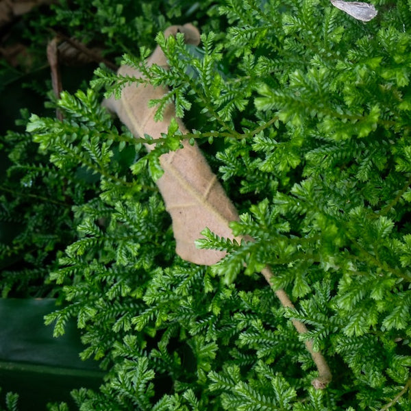 HELECHO SELAGINELLA KRAUSSIANA