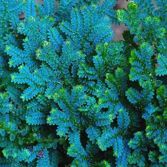 HELECHO SELAGINELLA UNCINATA