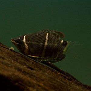 SPHAERICHTHYS OSPHROMENOIDES