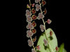 ORQUÍDEA STELIS ARGENTATA