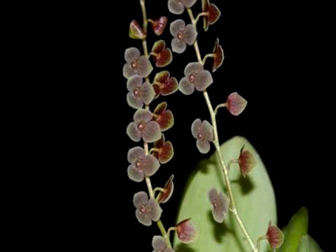 ORQUÍDEA STELIS ARGENTATA