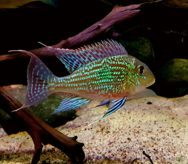 GEOPHAGUS SVENI