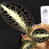 ANOECTOCHILUS ROXBURGUII "VARIEGADA"