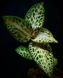 GOODYERA SCHLECHTENDELIANA "NISHIKIRAN JAPAN"