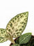 GOODYERA SCHLECHTENDELIANA "NISHIKIRAN JAPAN"