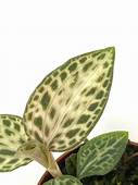 GOODYERA SCHLECHTENDELIANA "NISHIKIRAN JAPAN"