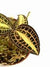 ANOECTOCHILUS SIAMENSIS PINK GOLD