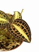 ANOECTOCHILUS SIAMENSIS PINK GOLD