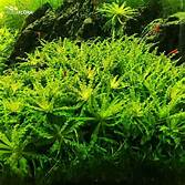 POGOSTEMON HELFERI IN VITRO