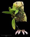 ORQUIDEA BULBOPHYLLUM DENTIFERUM