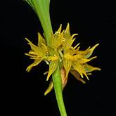 PLEUROTHALLIS RUSCIFOLIA