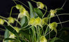 MASDEVALLIA NIDIFICA