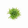 POGOSTEMON HELFERI IN VITRO