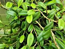 ORQUIDEA BULBOPHYLLUM SESSILE