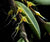 ORQUIDEA BULBOPHYLLUM SESSILE