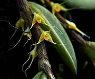 ORQUIDEA BULBOPHYLLUM SESSILE