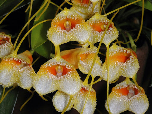 ORQUIDEA MASDEVALLIA STROBELII