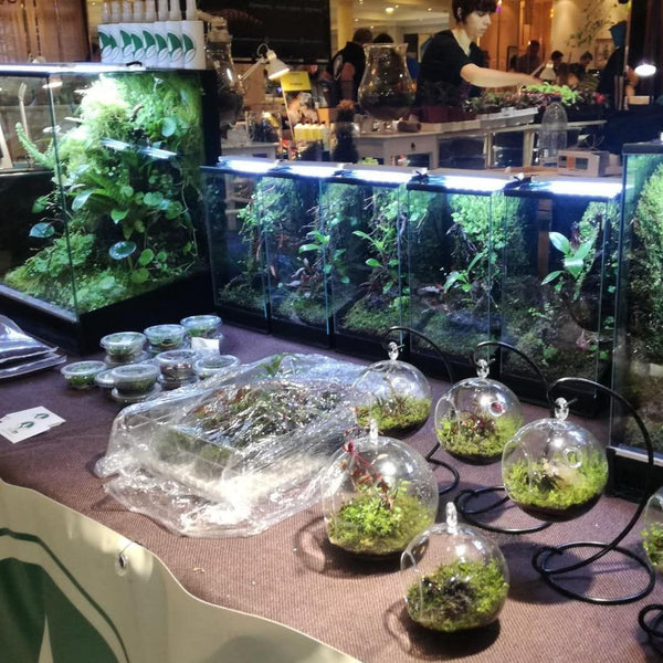 Terrarios LTB Standar